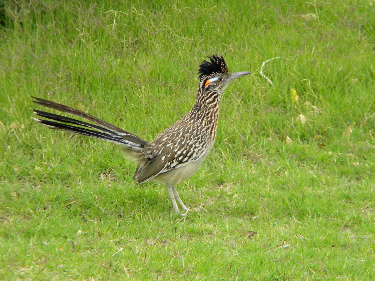 Greater Roadrunner - ML627072242