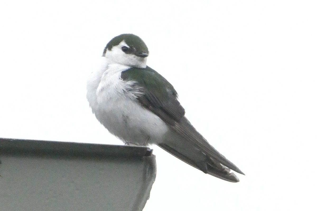 Violet-green Swallow - ML627072313