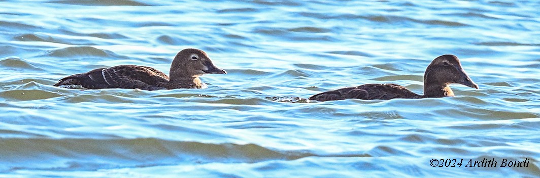 King Eider - ML627072318