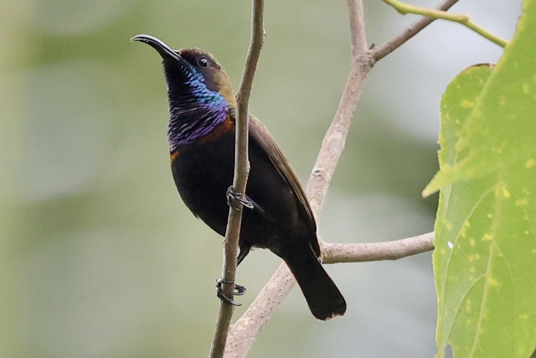 South Moluccan Sunbird - ML627072352