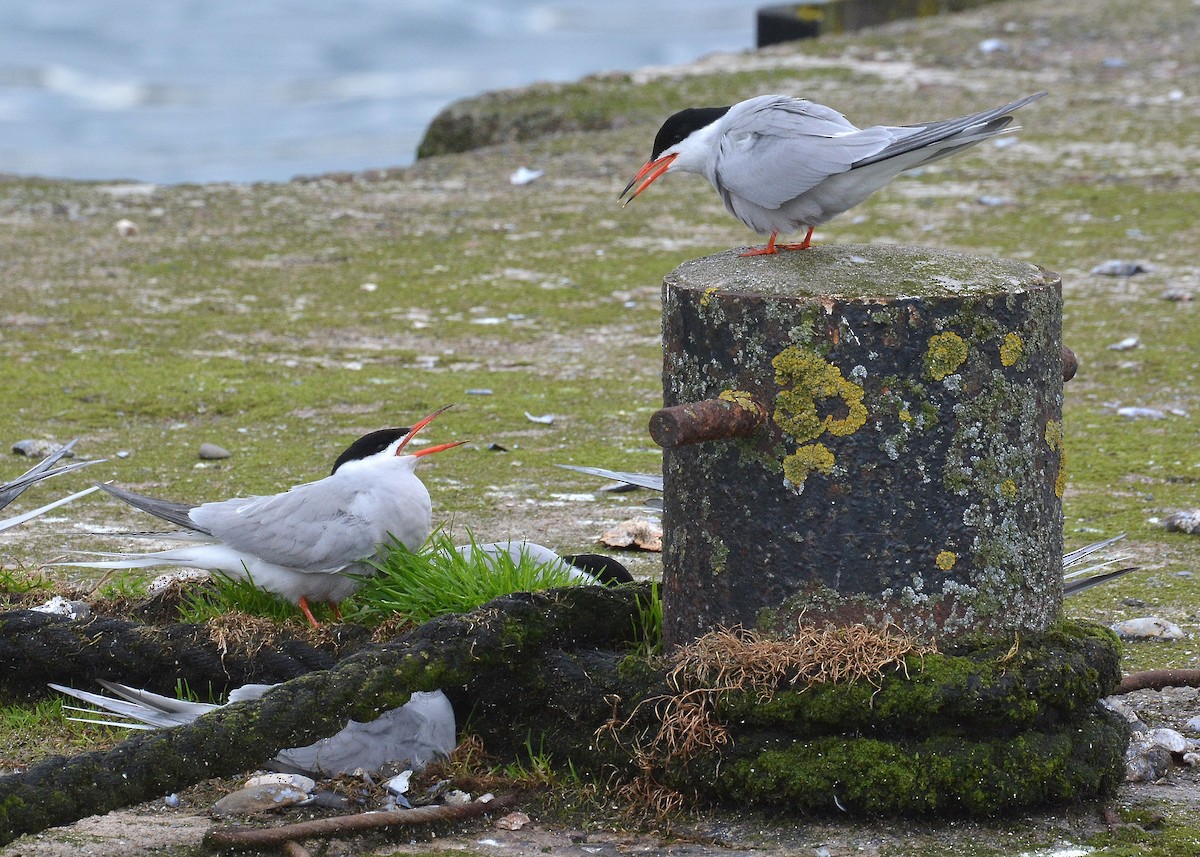 Common Tern - ML62707251