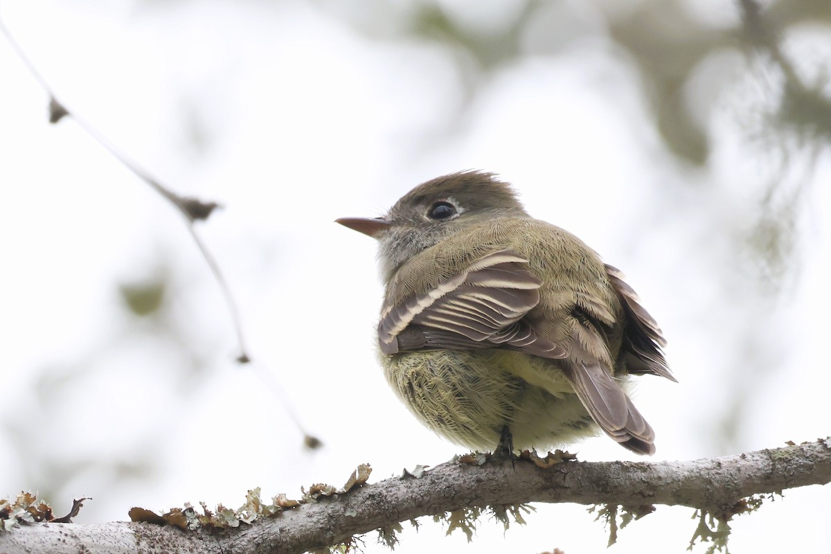 Hammond's Flycatcher - ML627072531