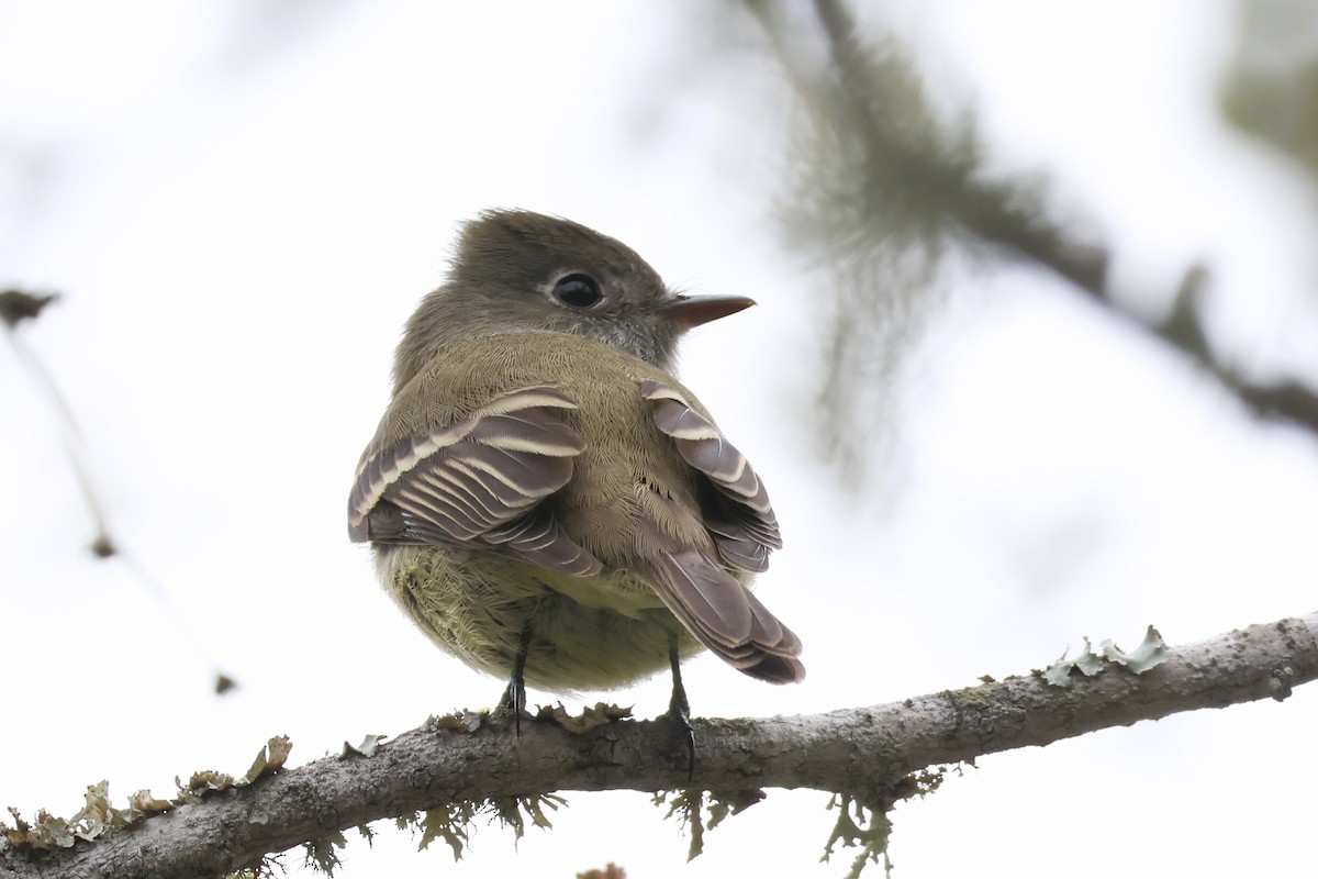 Hammond's Flycatcher - ML627072533