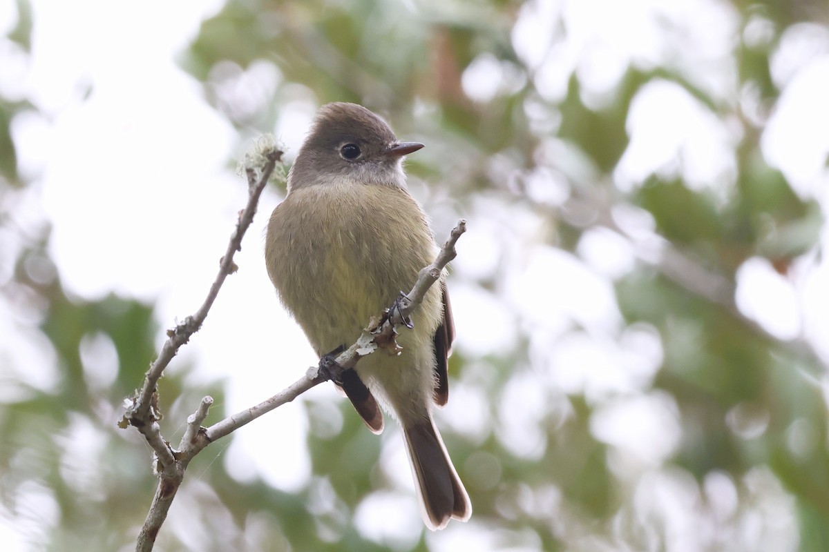 Hammond's Flycatcher - ML627072534