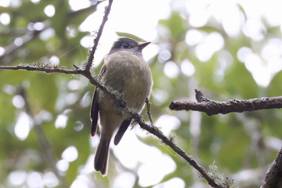 Hammond's Flycatcher - ML627072535