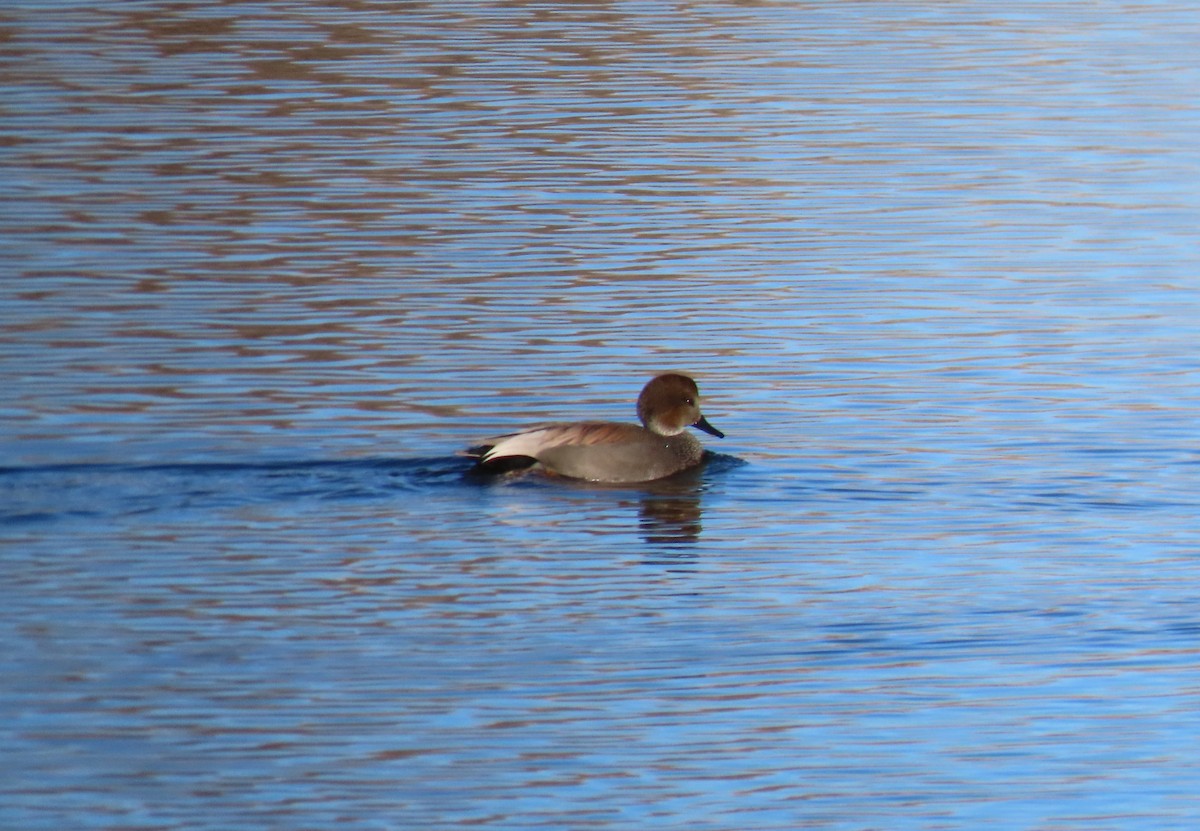 Gadwall - ML627072547