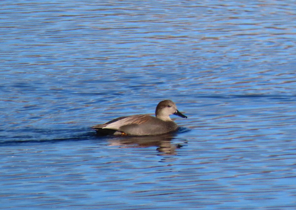 Gadwall - ML627072582