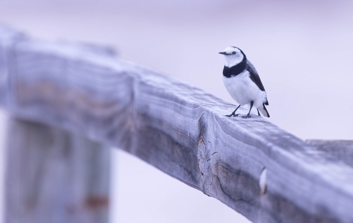 White-fronted Chat - ML627072623