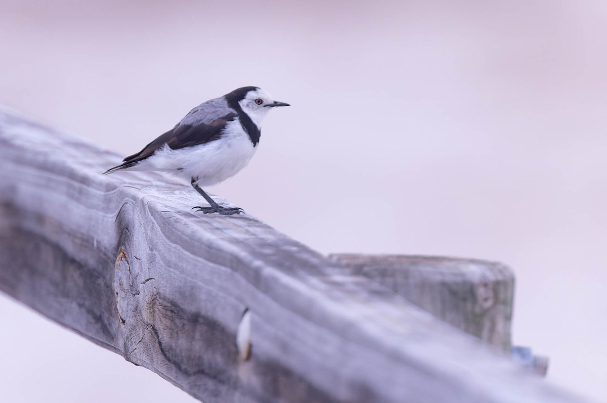 White-fronted Chat - ML627072624