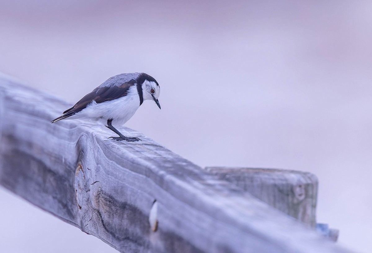 White-fronted Chat - ML627072625