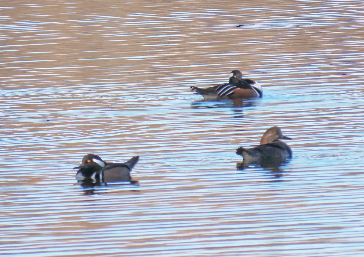 Hooded Merganser - ML627072628