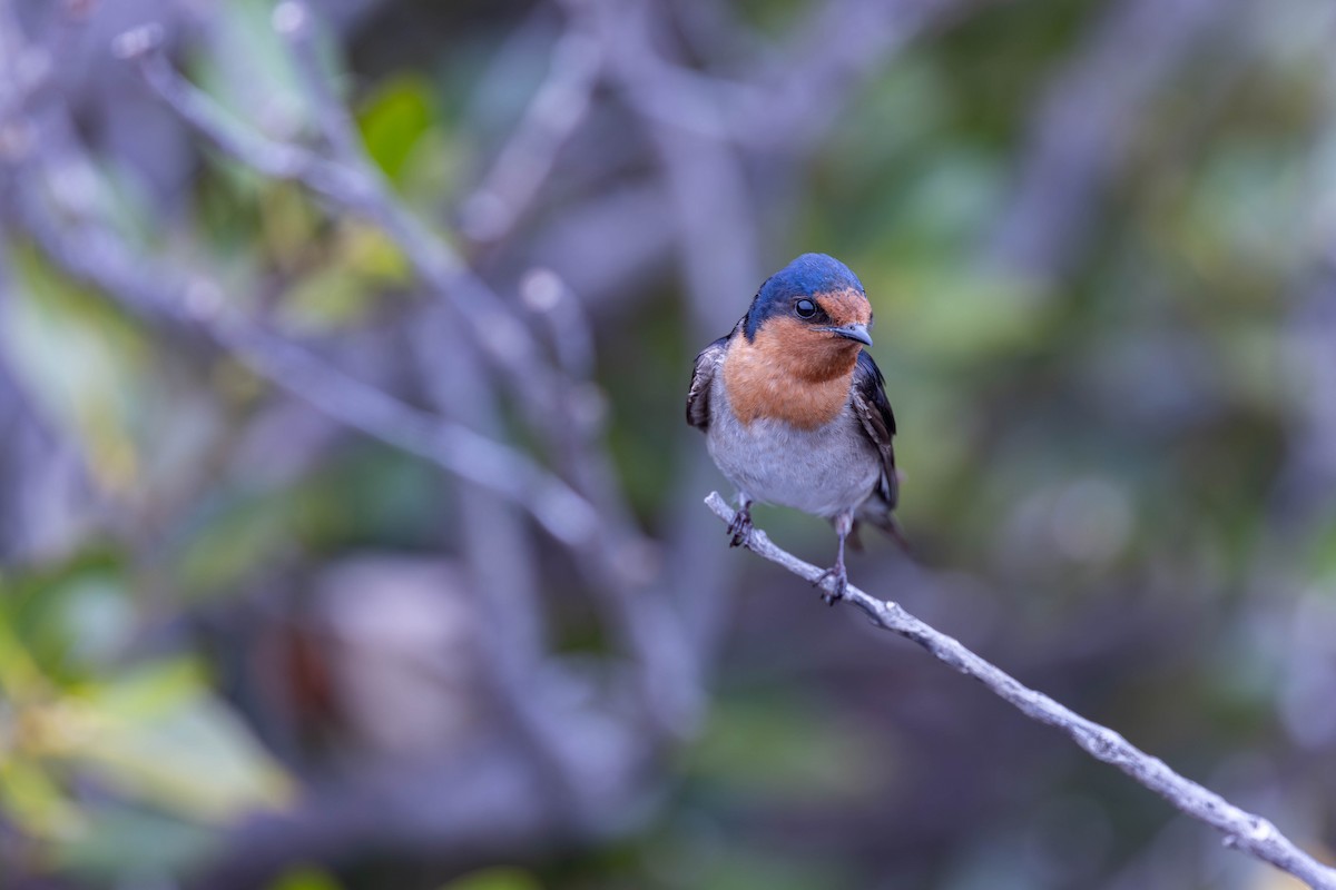 Welcome Swallow - ML627072637