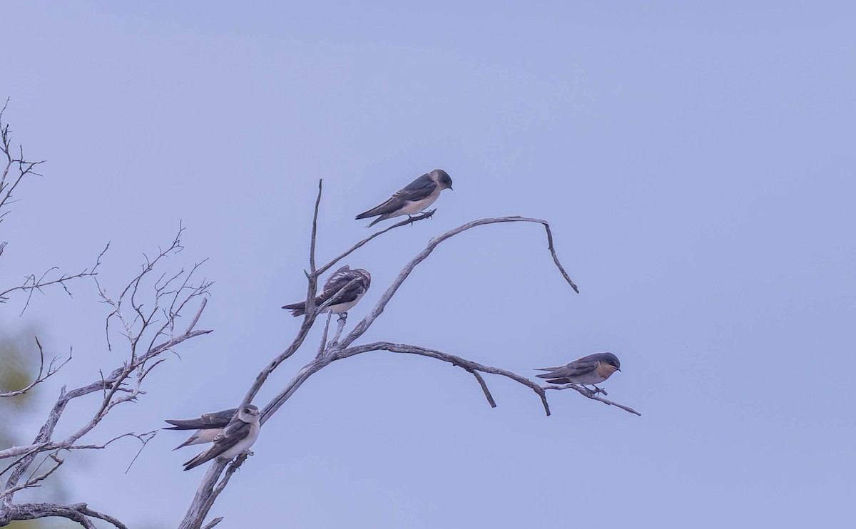Tree Martin - ML627072639