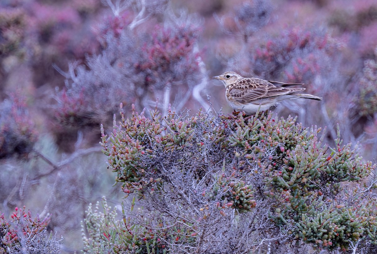 Australian Pipit - ML627072651