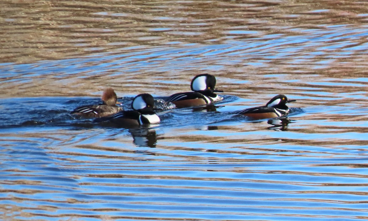 Hooded Merganser - ML627072655