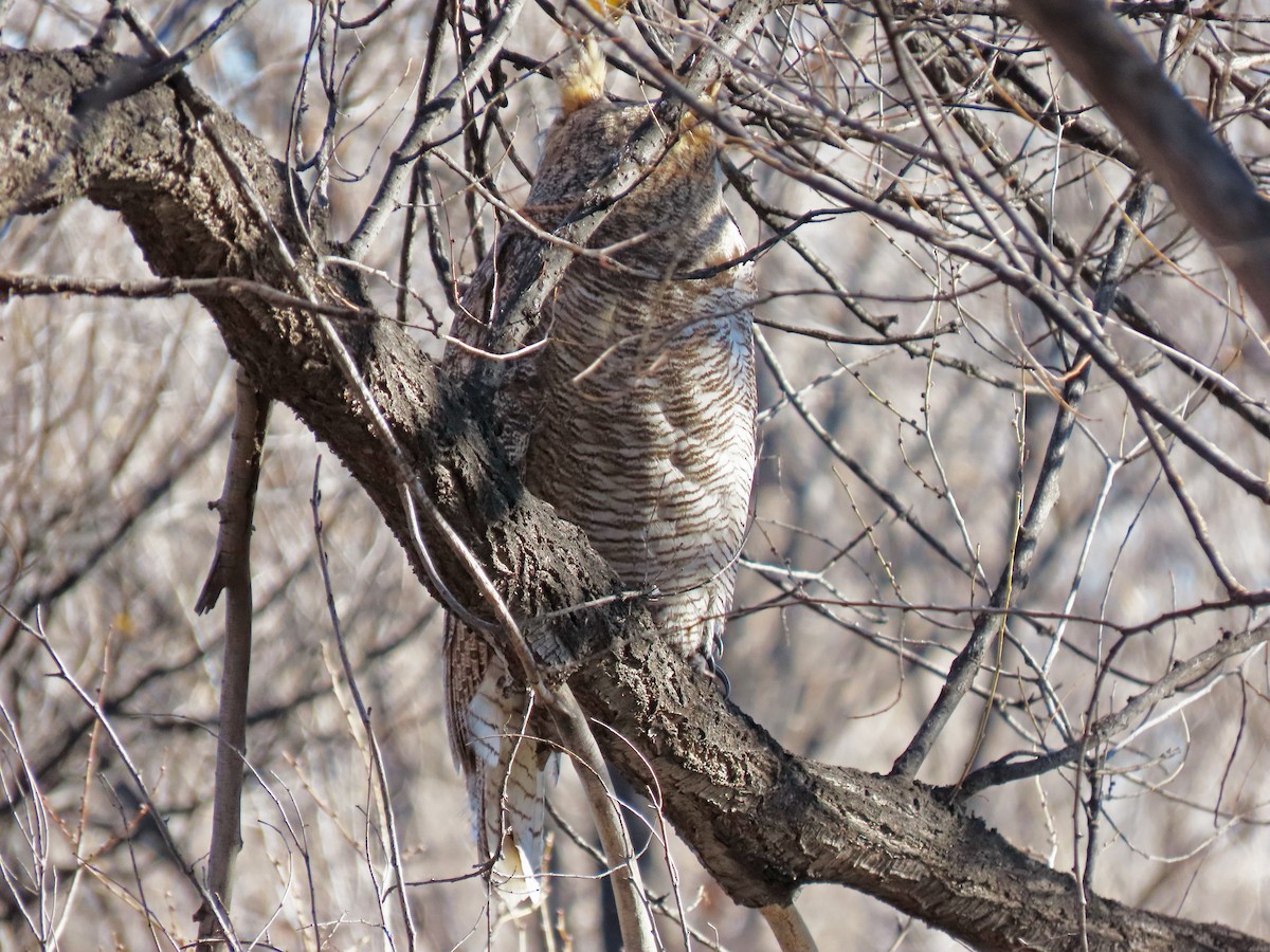 Great Horned Owl - ML627072764