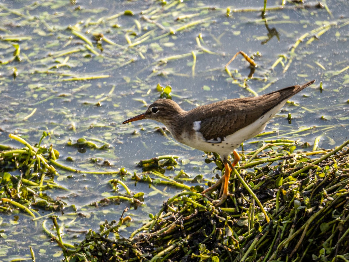 Spotted Sandpiper - ML627072899