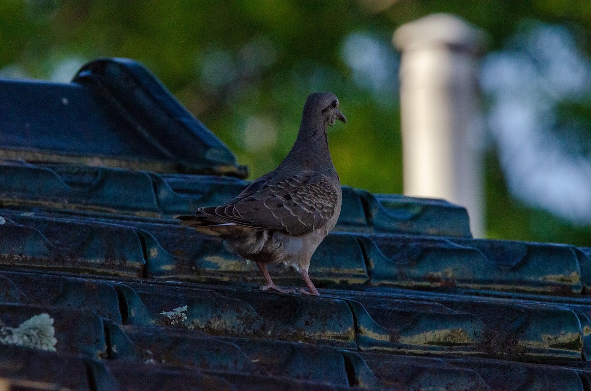 Eared Dove - ML627072912