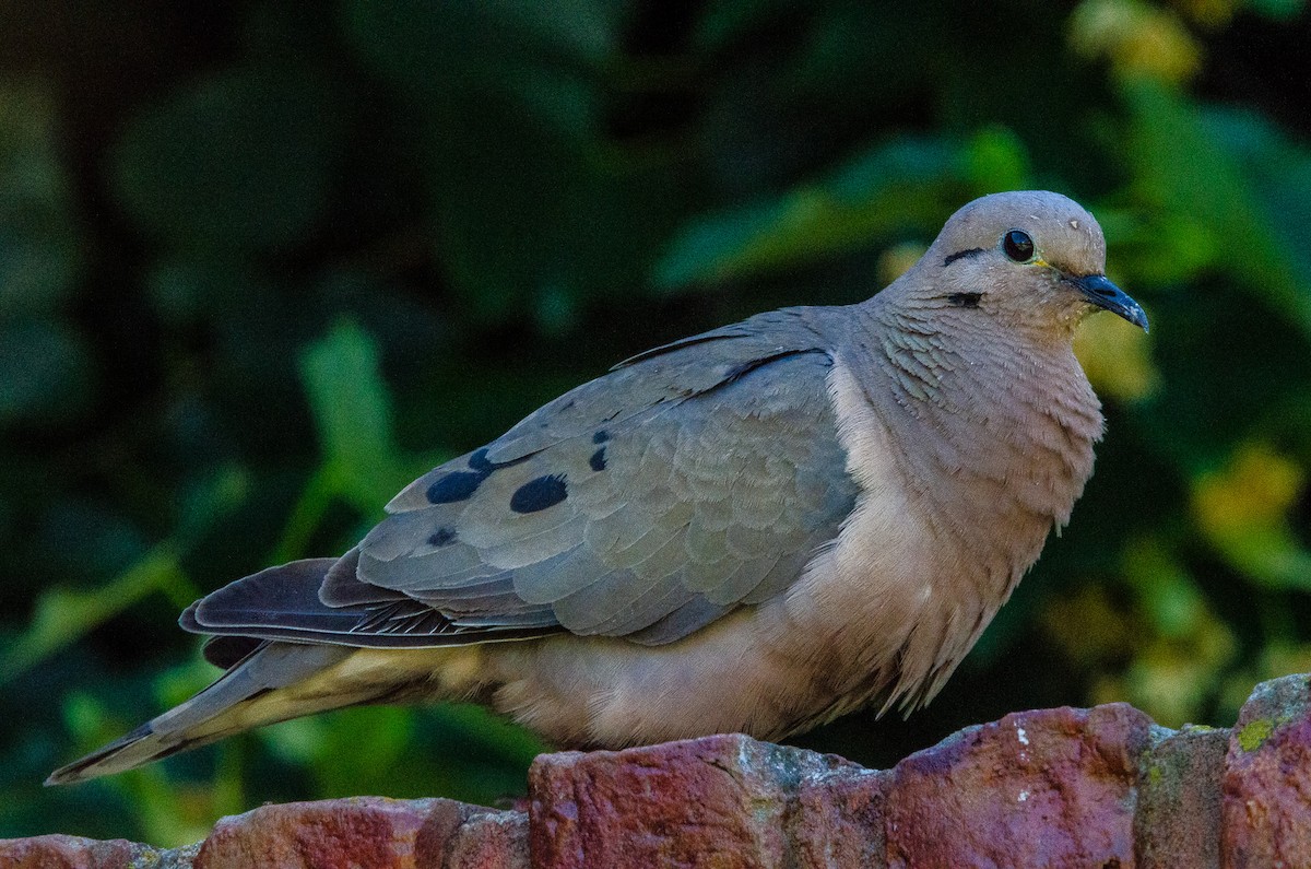Eared Dove - ML627072913