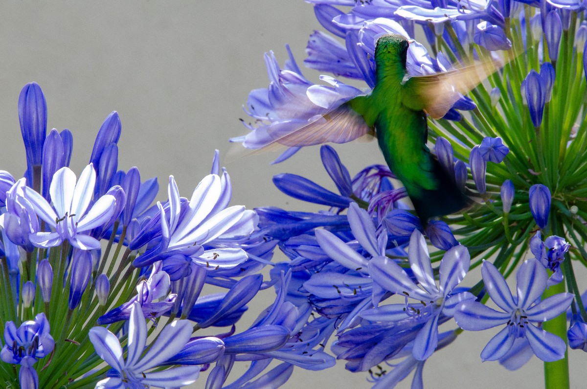 Glittering-bellied Emerald - ML627072924