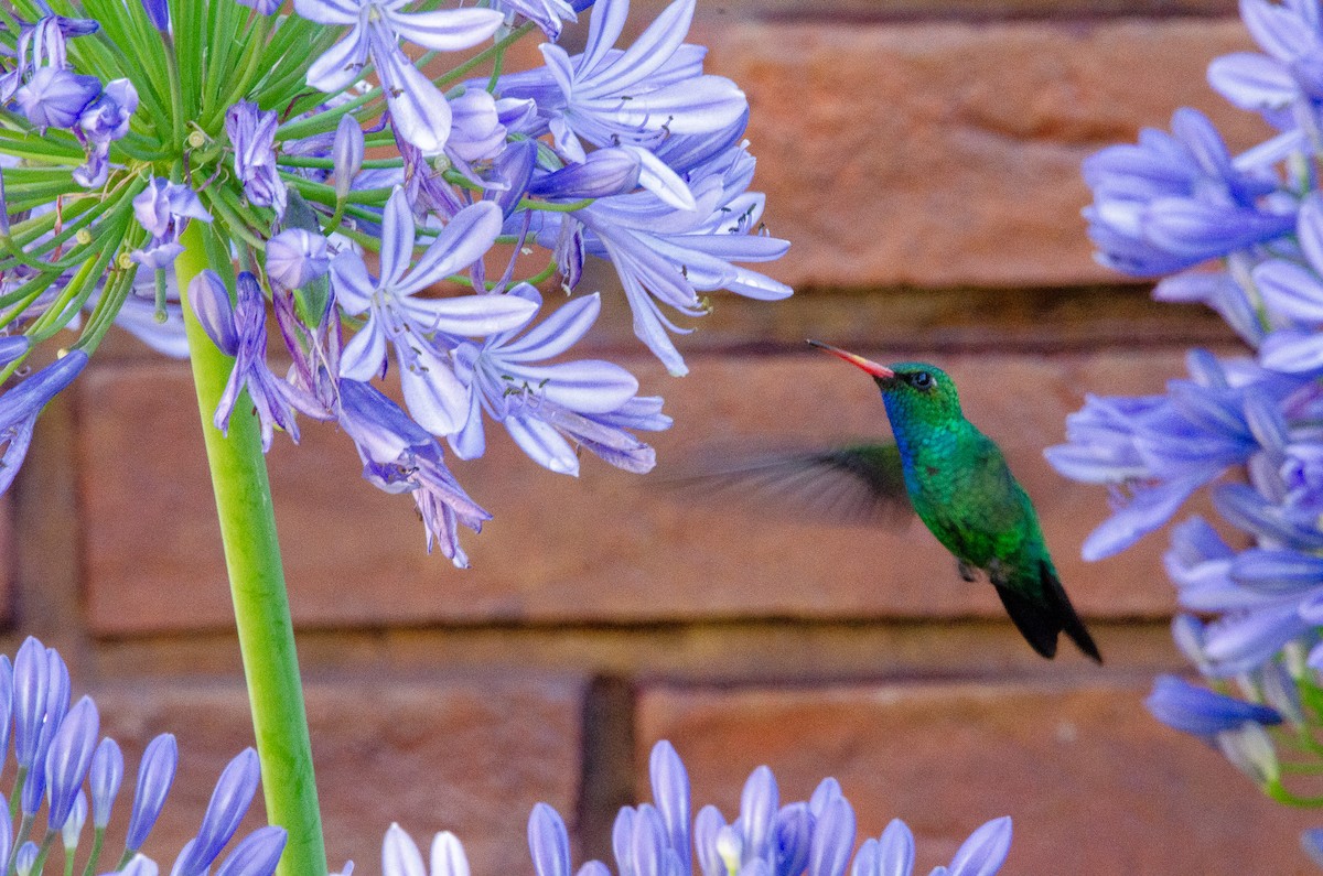Glittering-bellied Emerald - ML627072926