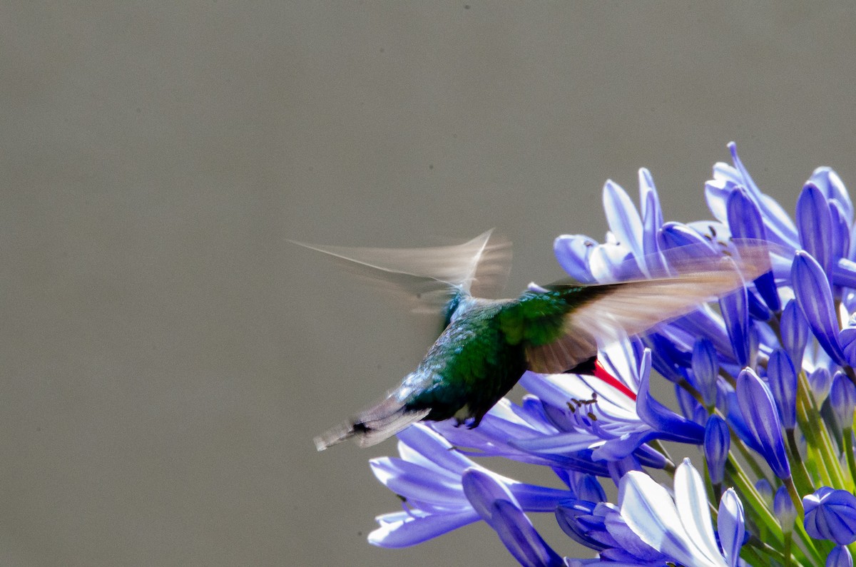 Glittering-bellied Emerald - ML627072927