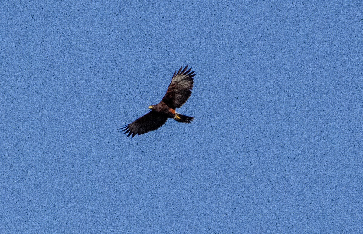 Harris's Hawk - ML627072934