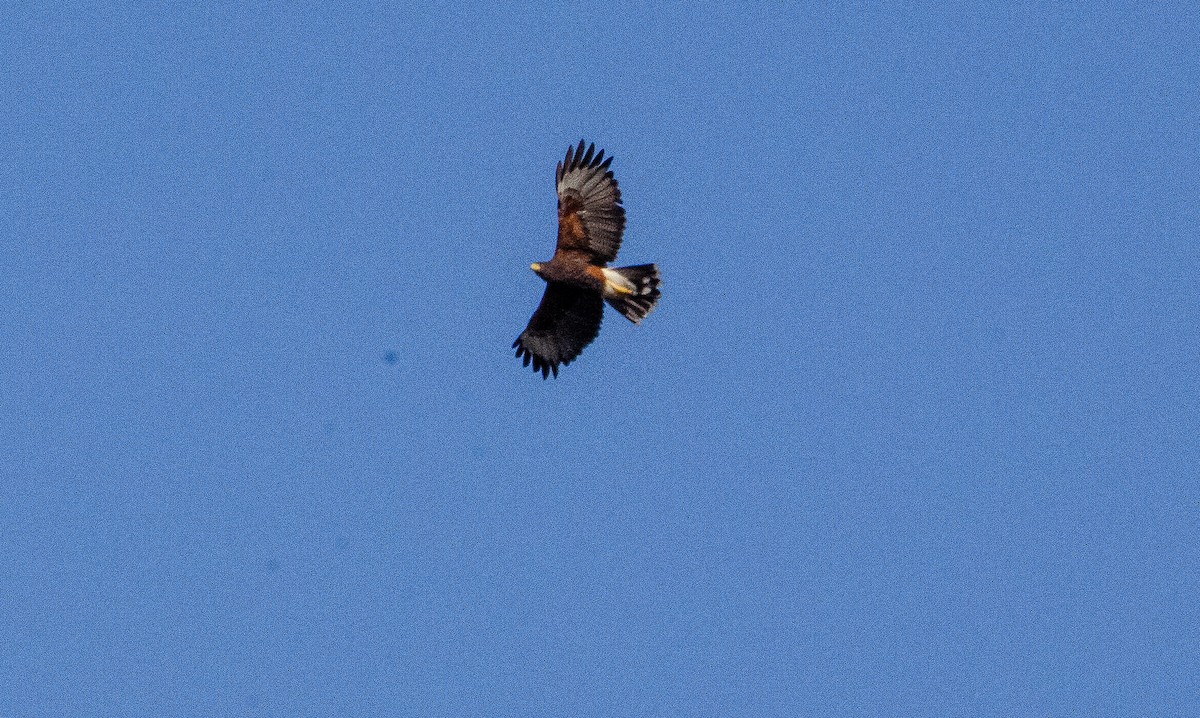 Harris's Hawk - ML627072935