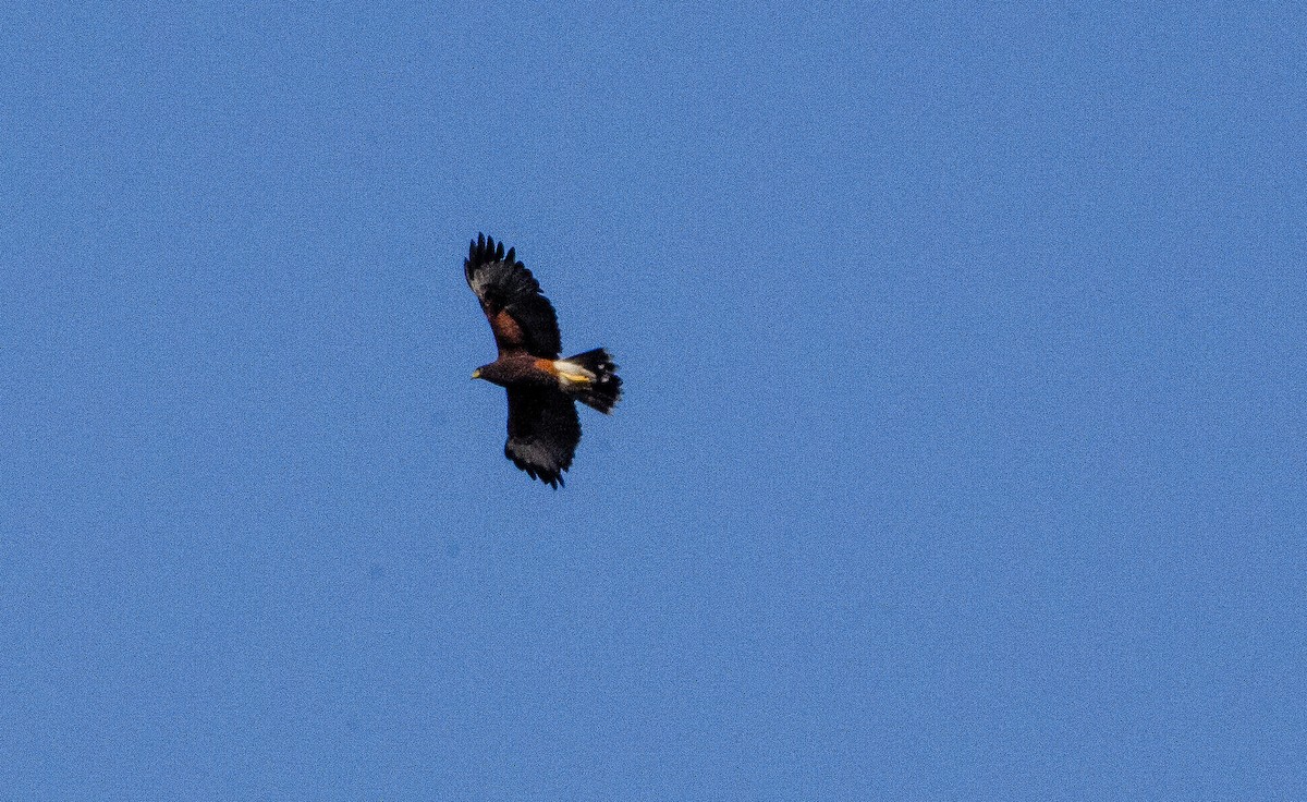 Harris's Hawk - ML627072936