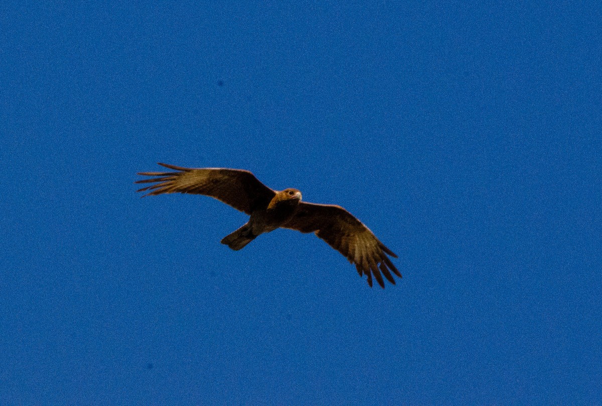 Chimango Caracara - ML627072938