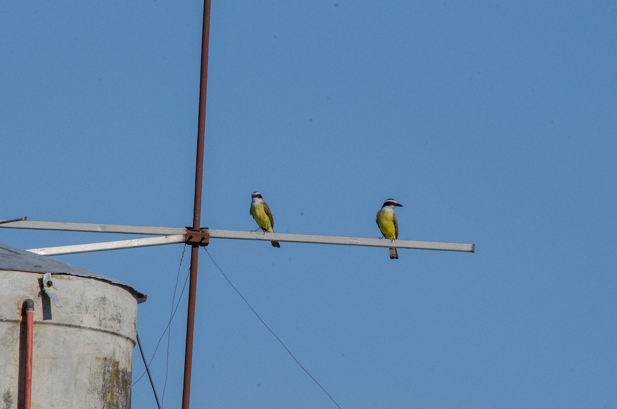 Great Kiskadee - ML627072949