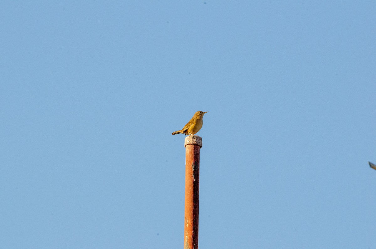 Southern House Wren - ML627072956