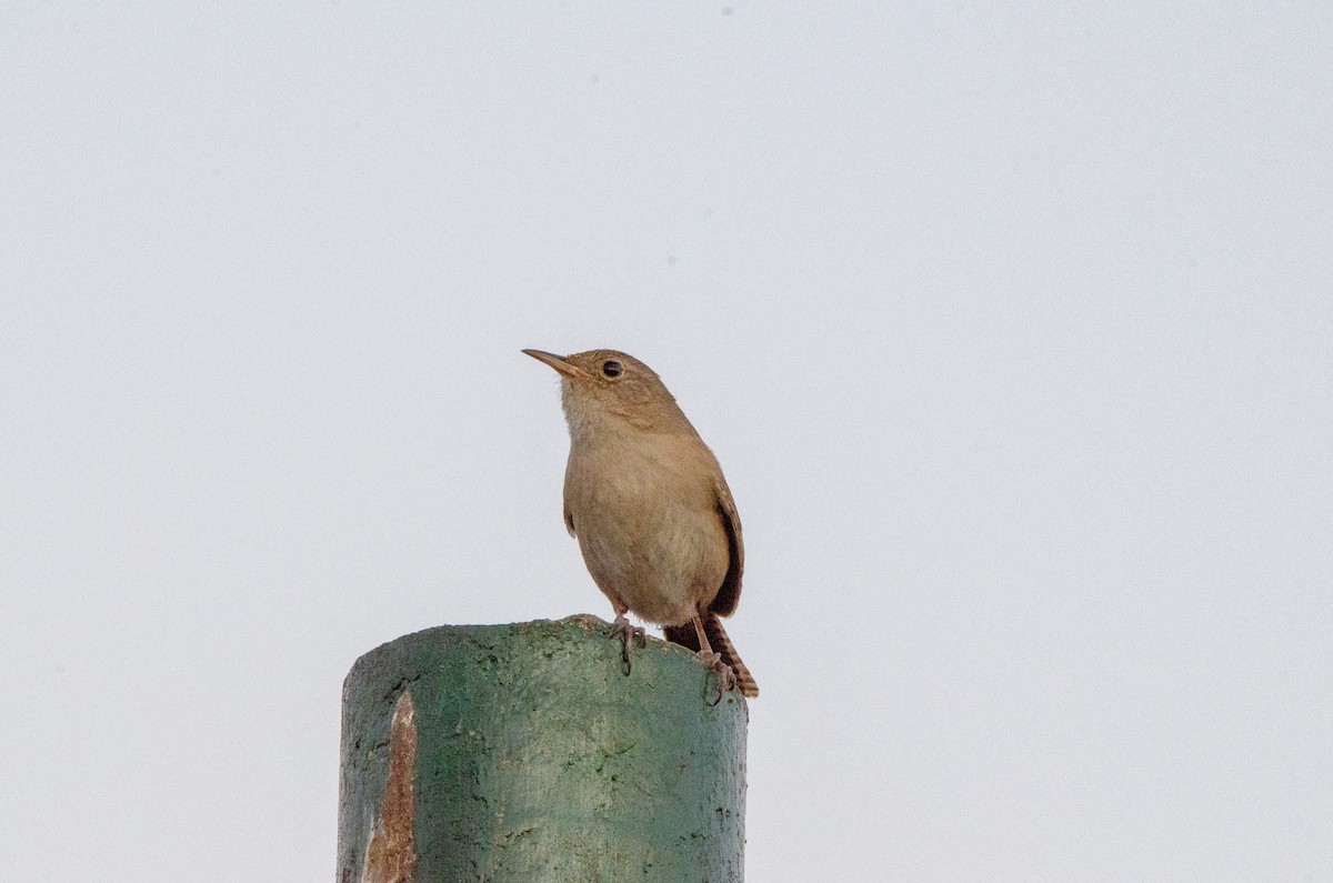 Southern House Wren - ML627072957