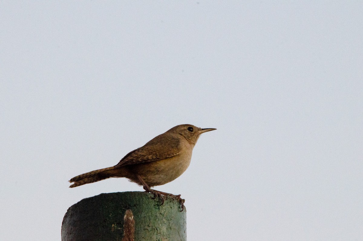 Southern House Wren - ML627072958