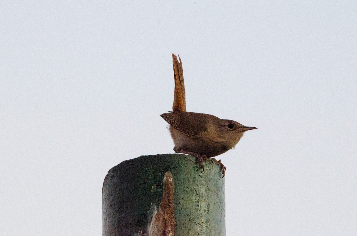 Southern House Wren - ML627072959