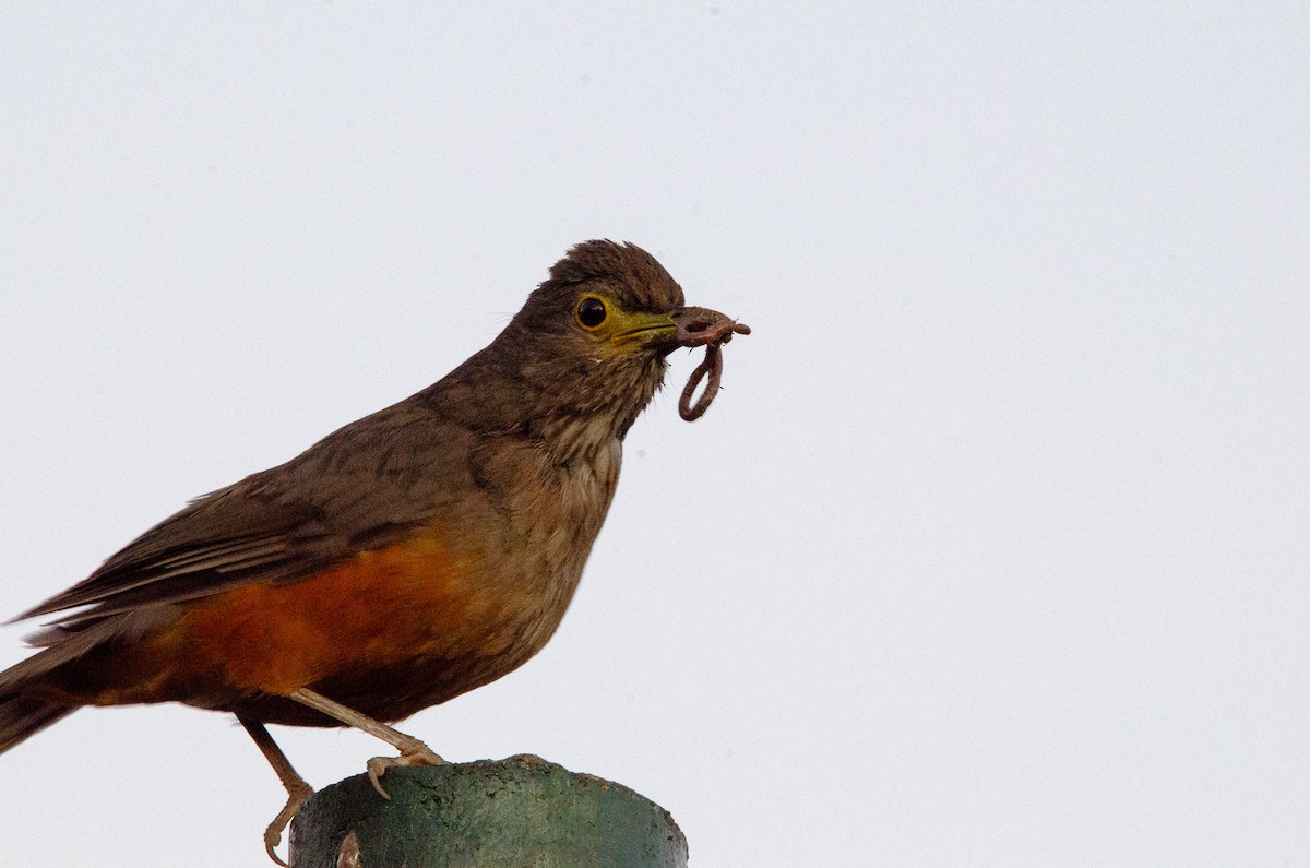 Rufous-bellied Thrush - ML627072969