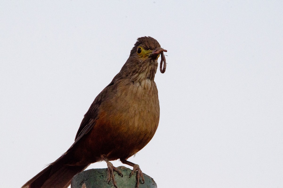 Rufous-bellied Thrush - ML627072970