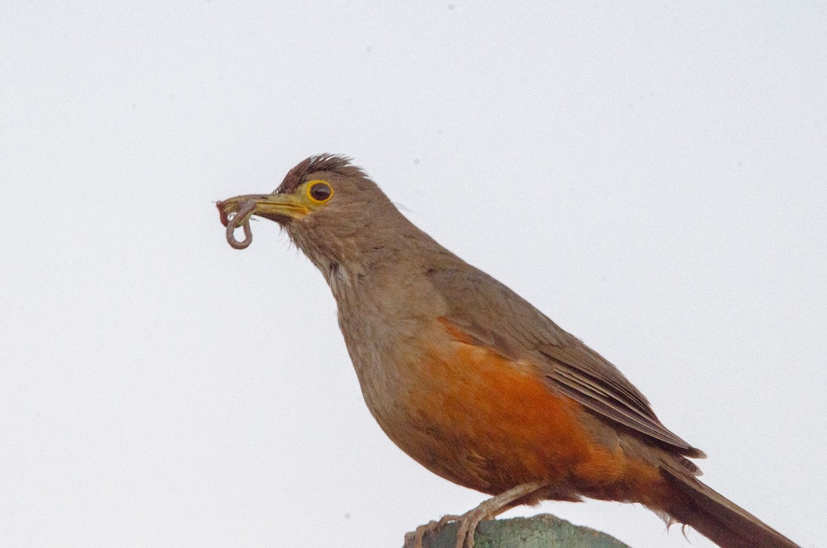 Rufous-bellied Thrush - ML627072971