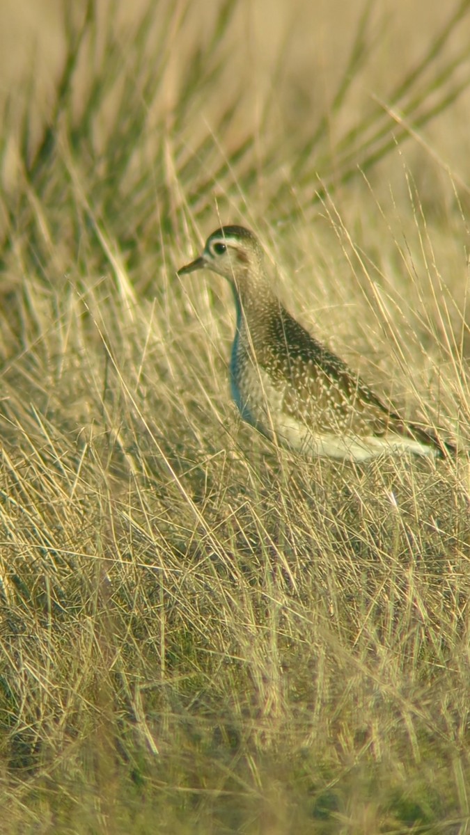 American Golden-Plover - ML627073264