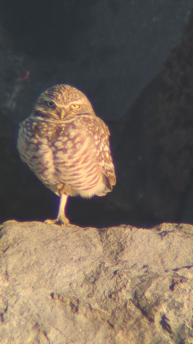 Burrowing Owl - ML627073278
