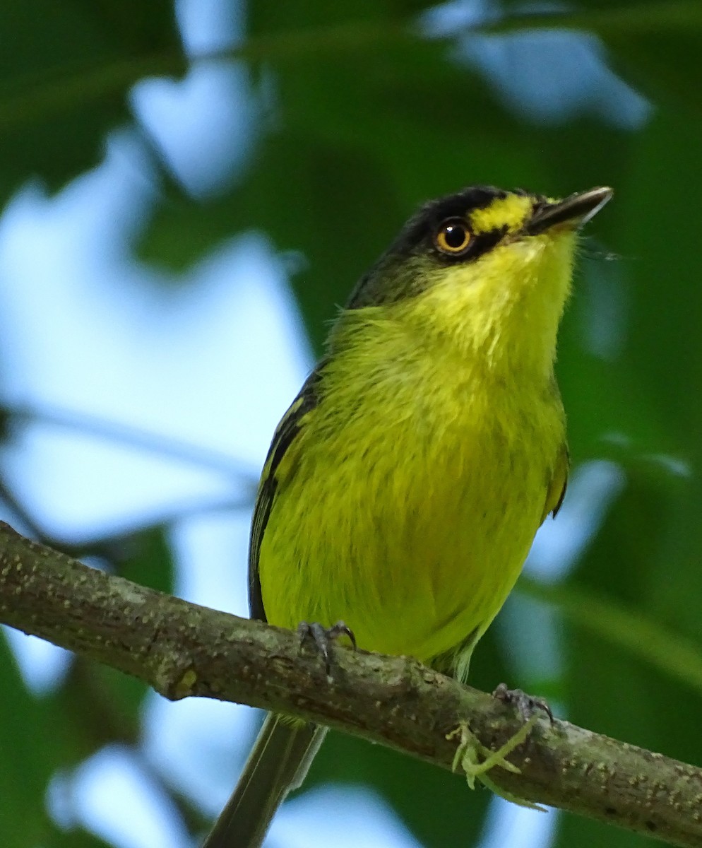 Gray-headed Tody-Flycatcher - ML627073313