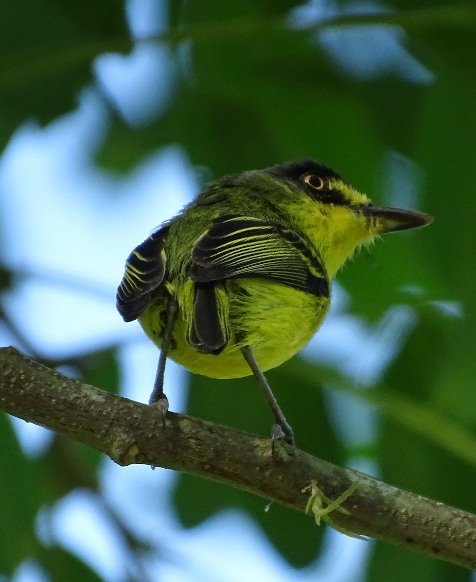 Gray-headed Tody-Flycatcher - ML627073314