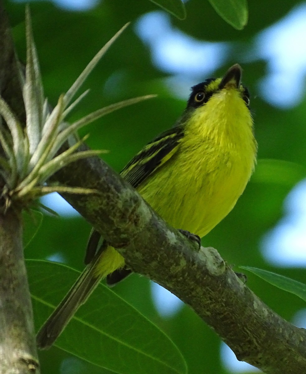 Gray-headed Tody-Flycatcher - ML627073315