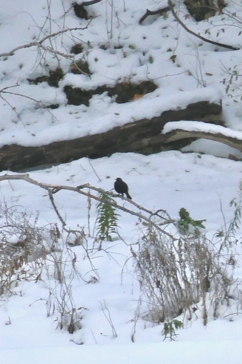 blackbird sp. - ML627073337