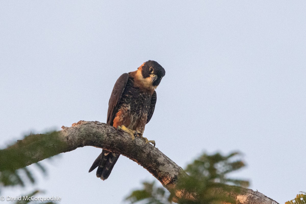 Orange-breasted Falcon - ML627073416