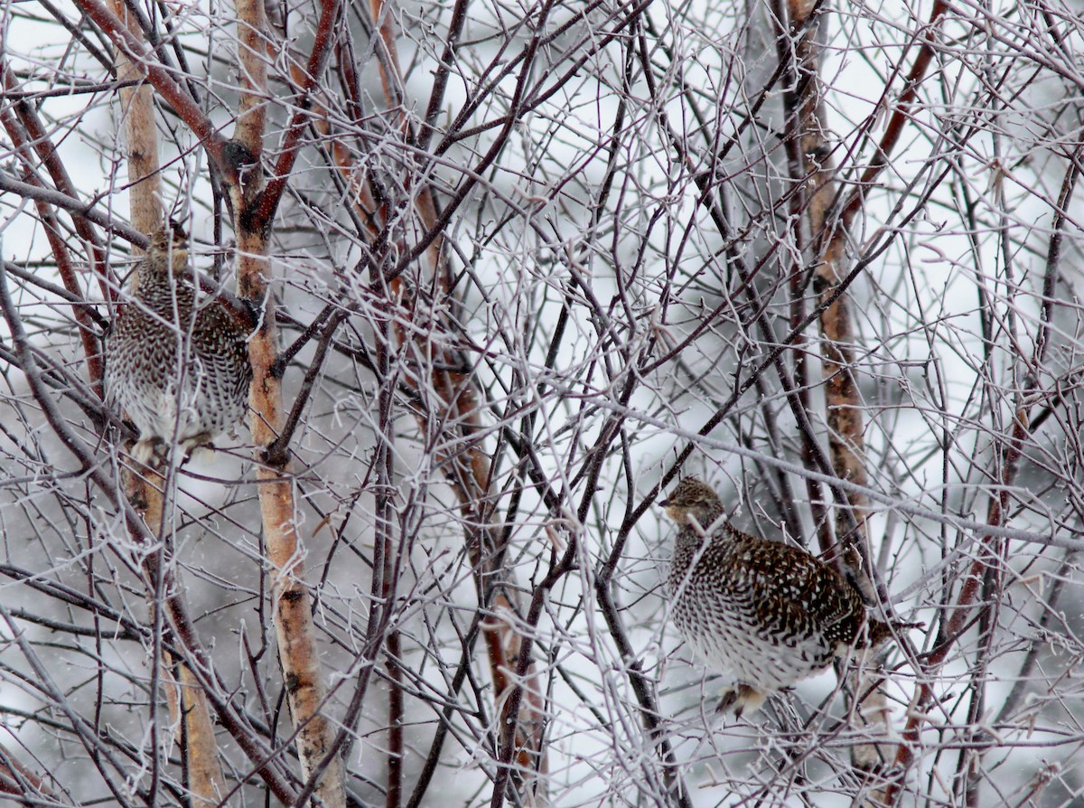 Sharp-tailed Grouse - ML627073476