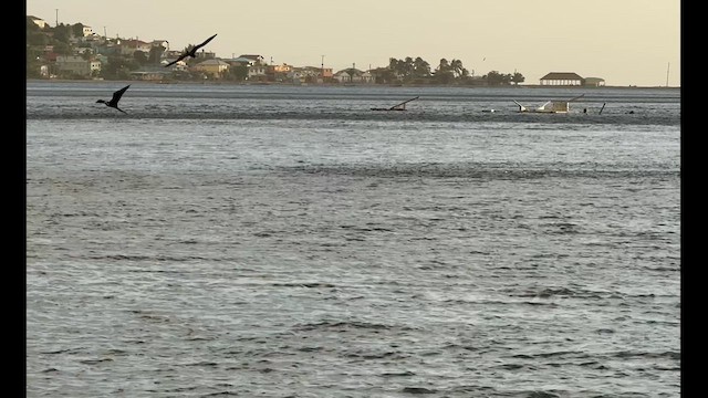 Magnificent Frigatebird - ML627073557