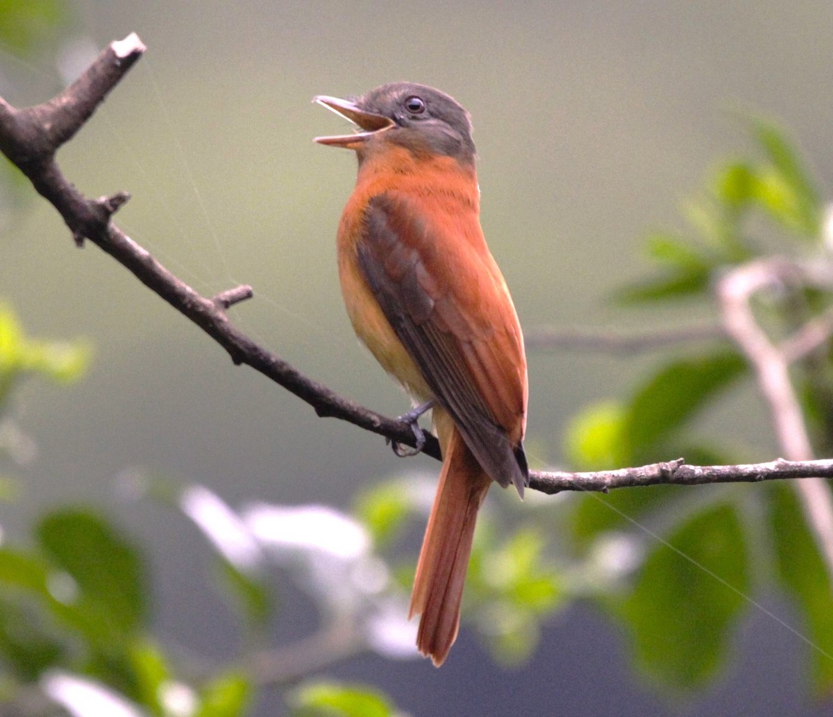 Rufous-tailed Attila - ML627073777