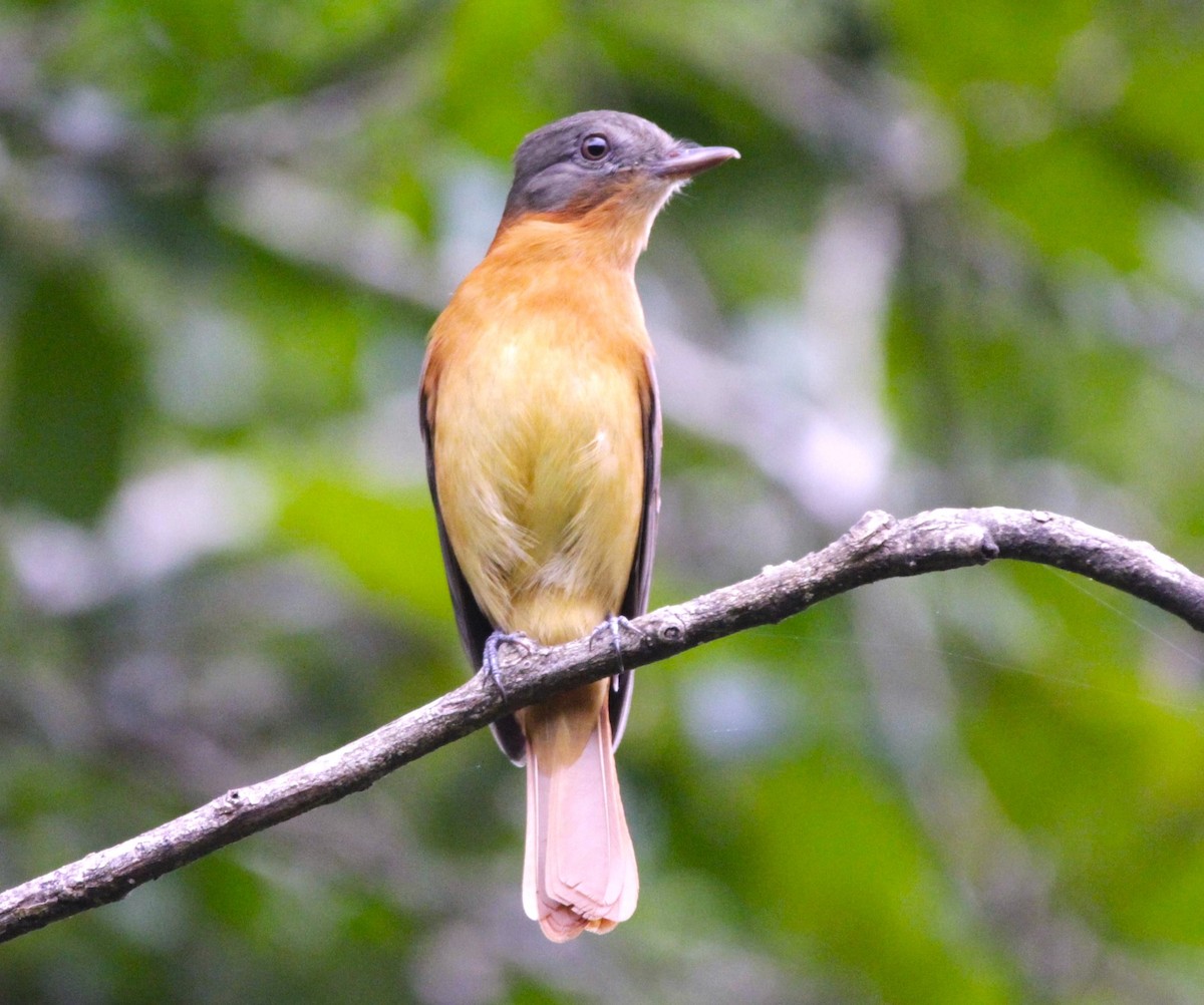 Rufous-tailed Attila - ML627073780