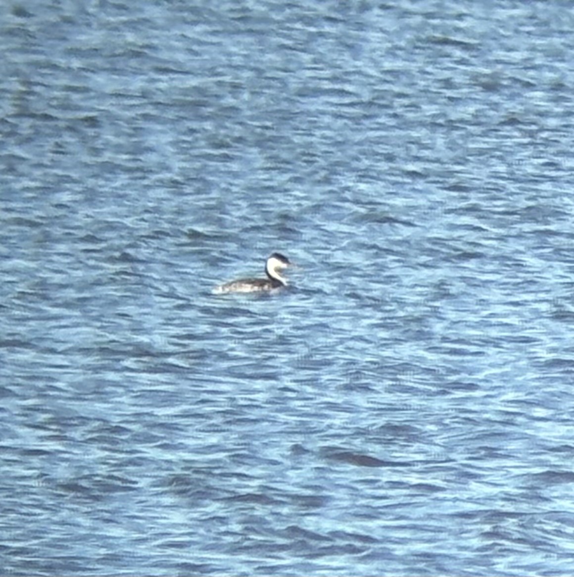 Western Grebe - ML627073813